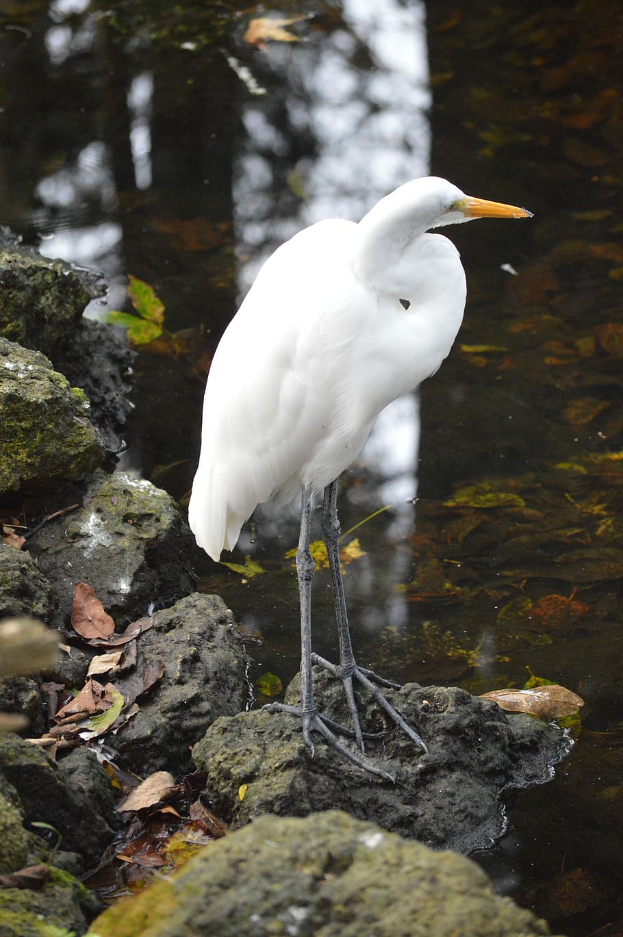 egret, bird, water, animal themes, animal wildlife, vertebrate HD wallpaper