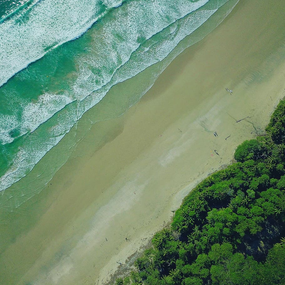 aerial view of green trees during daytinme, bird's eye view of seashore HD wallpaper