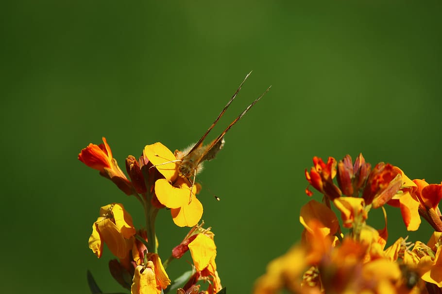 Flower, Butterfly, Joy, Spring, Yellow, insect, nature, one animal HD wallpaper