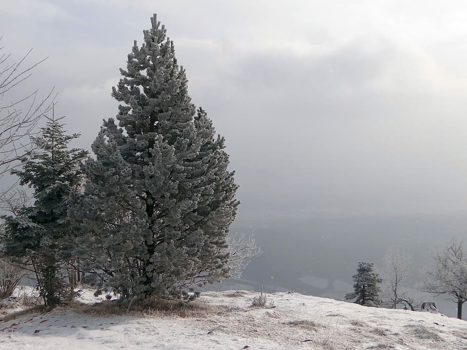 Fir, Winter, Snow, Wintry, Nature, Cold, landscape, fog, tree HD wallpaper