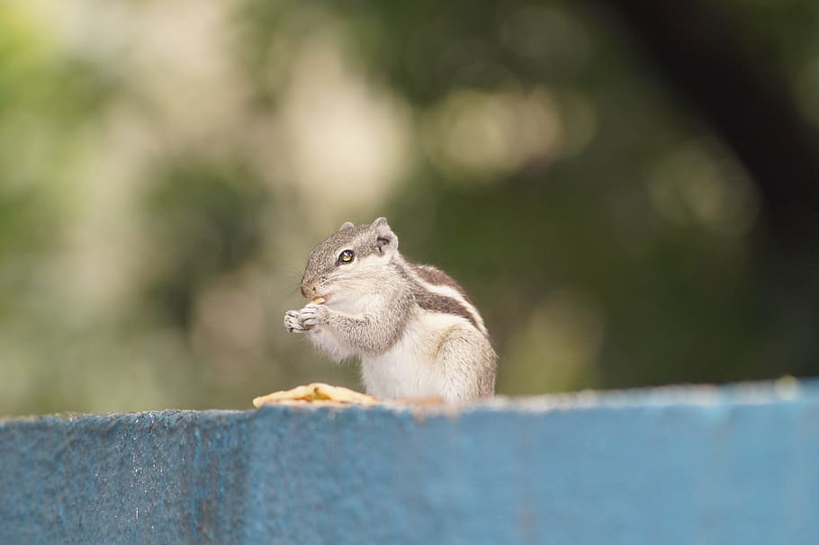 squirrel, eat squirrel, squirrel nice, animal wildlife, one animal HD wallpaper