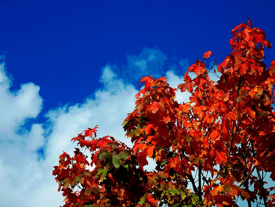 maple leaf, beech leaves, colored leaves, freshly fallen, fall leaves