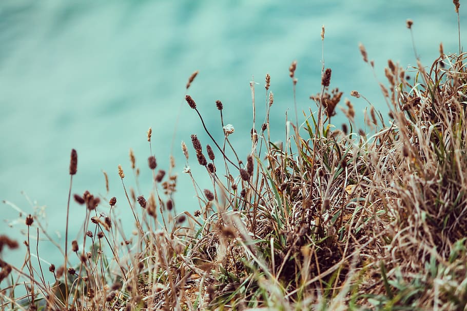 macro photography of flowers, brown, grass, covered, field HD wallpaper