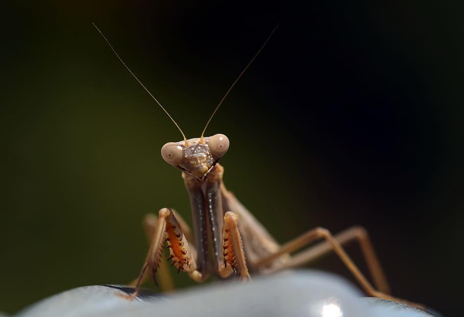 praying mantis, insect, nature, macro, close, animal, european mantis HD wallpaper