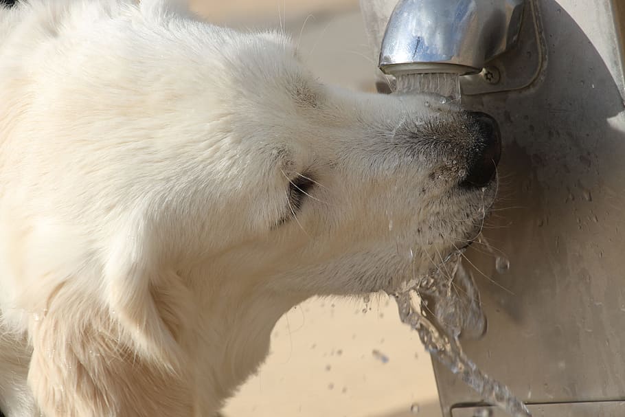 dog drinking water on faucet, Water, Dog, Golden Retriever, drops