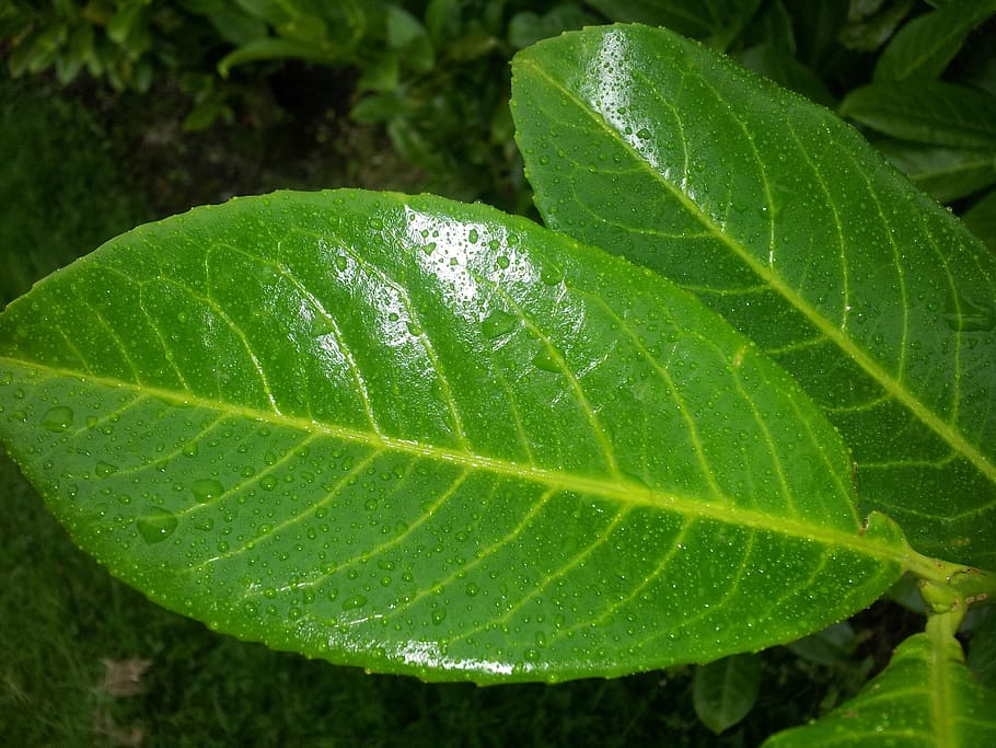 plant, leaf, leaves, rain, water, droplets, weather, green, HD wallpaper