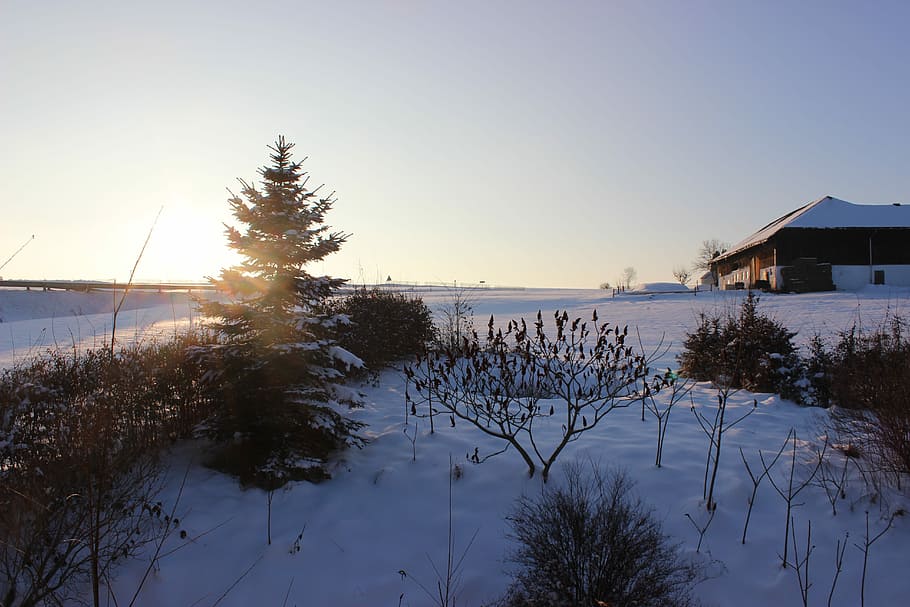 Snow, Winter, January, Tree, Cold, nature, ice, winter forest HD wallpaper