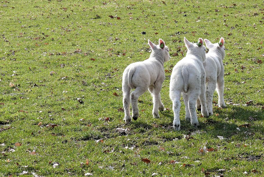 Lambs, Spring, Animals, Nature, outdoor life, pasture, sheep HD wallpaper