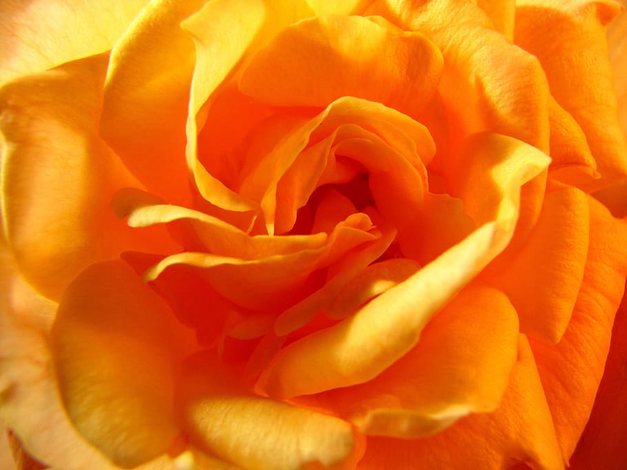 yellow rose, yellow roses, super macro, nature, petal, flower HD wallpaper