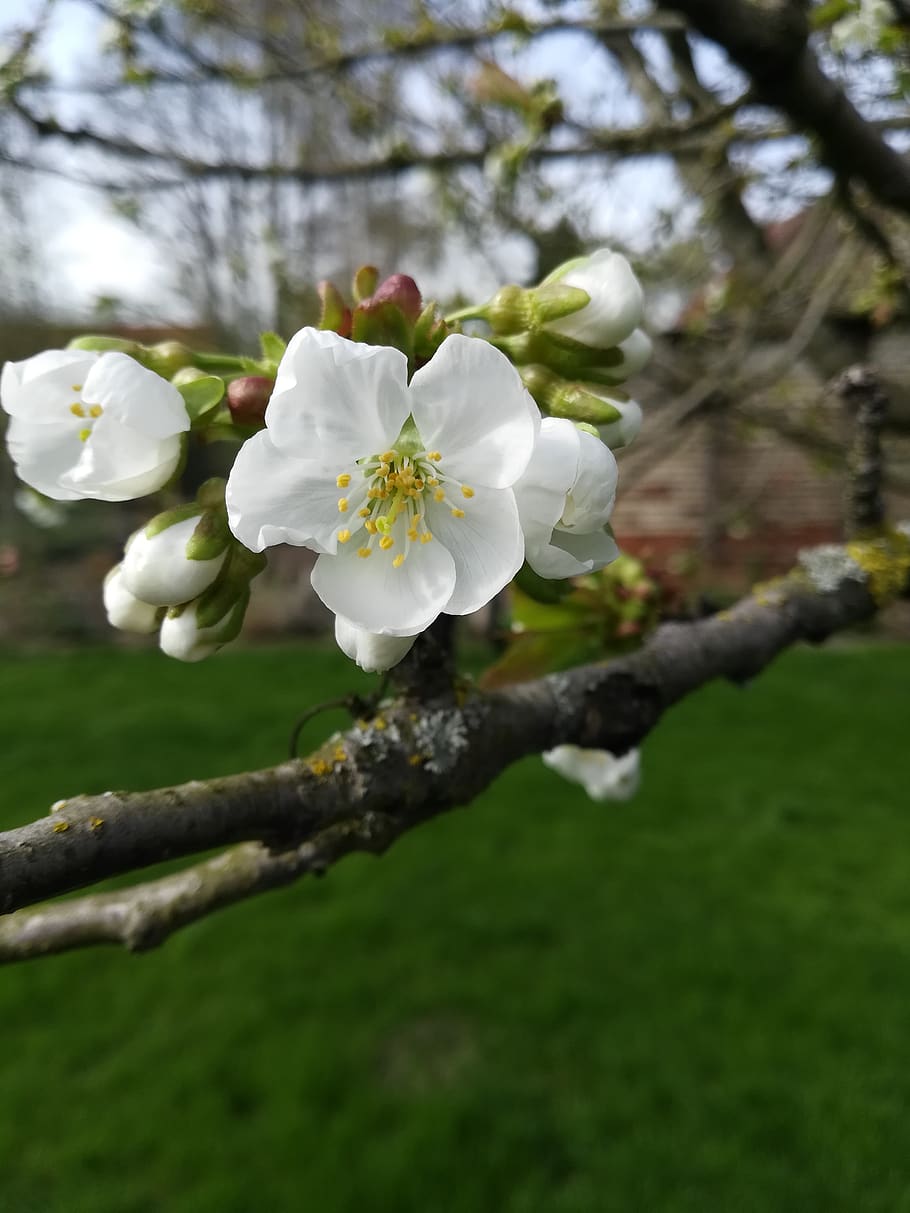 tree, flower, nature, apple, plant, flowering plant, growth HD wallpaper