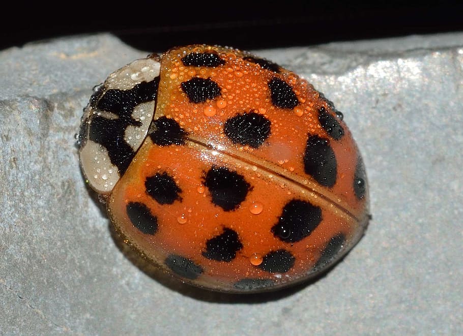 ladybug, insects, harmonia, axyridis, spotted, close-up, animal HD wallpaper