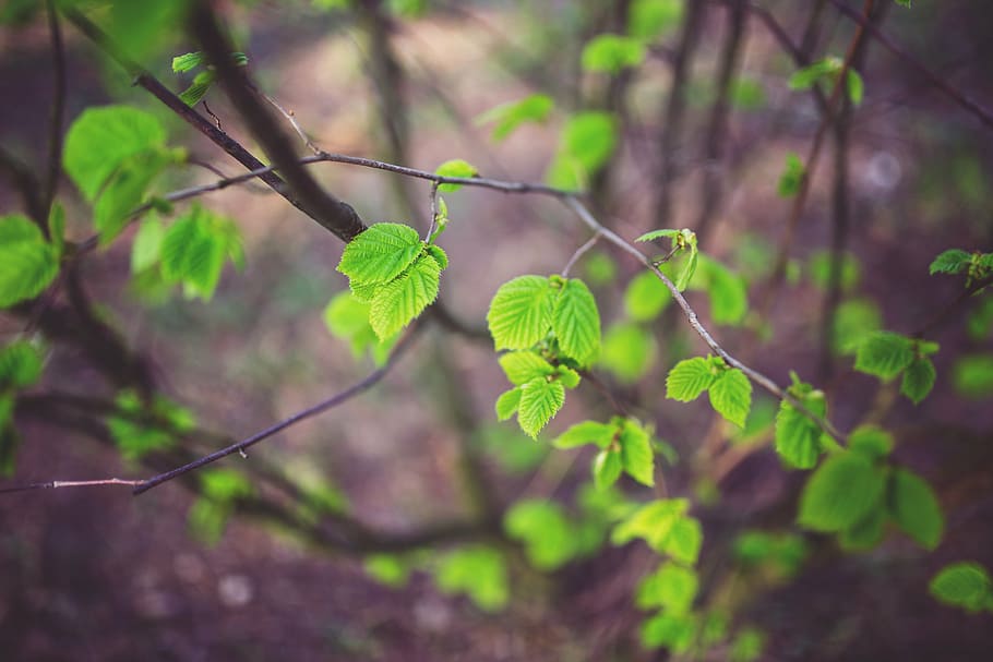 young, little, leaf, leaves, green, ecology, spring, nature HD wallpaper