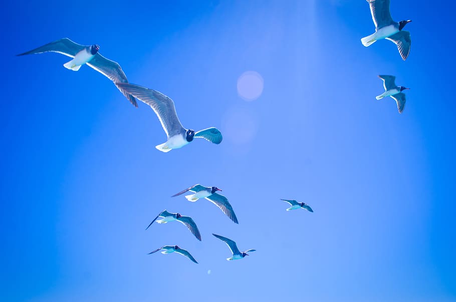 gulls, sky, bird, summer, sea, water, blue sky, living nature HD wallpaper