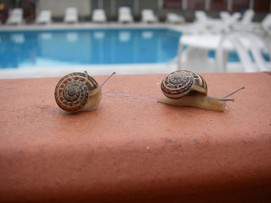 snail, gastropod, mollusk, close-up, shell, animal shell, selective focus HD wallpaper