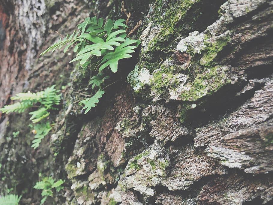 trees, bark, leaves, nature, plant, growth, trunk, tree trunk HD wallpaper