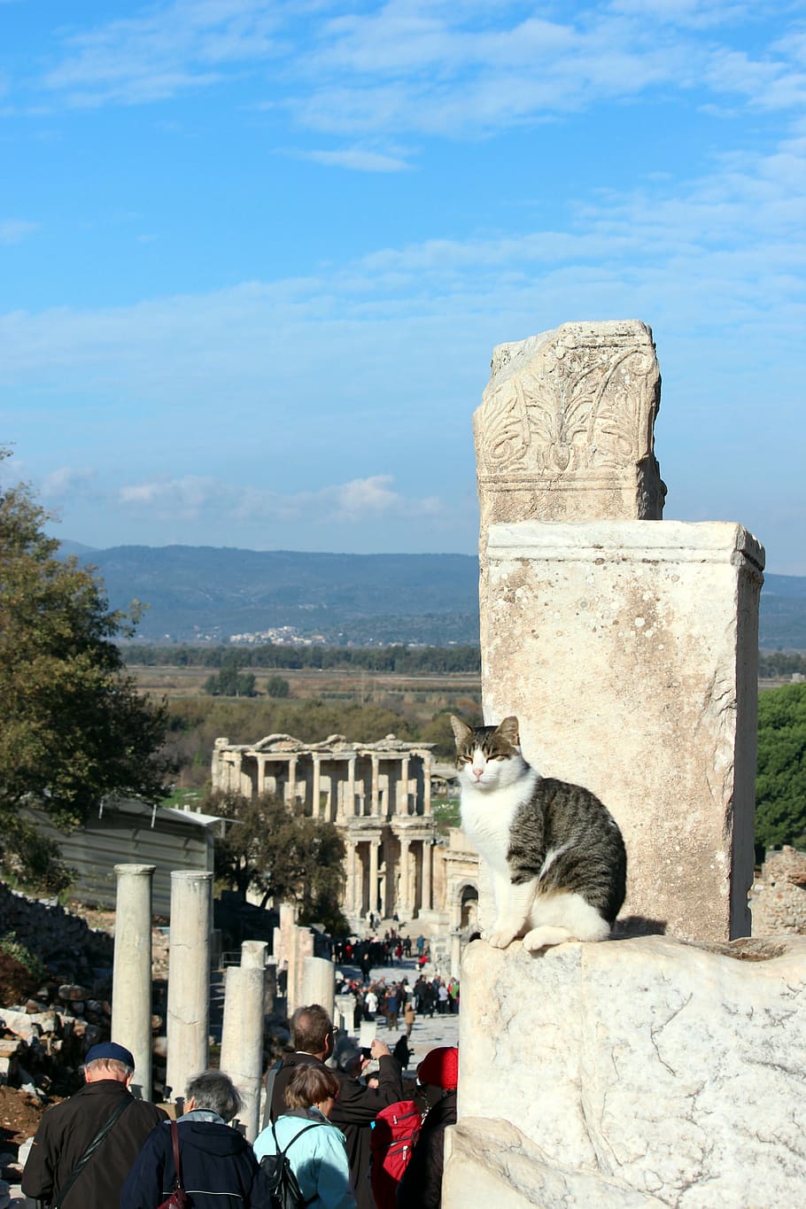 cat, turkey, ephesus, architecture, built structure, real people HD wallpaper