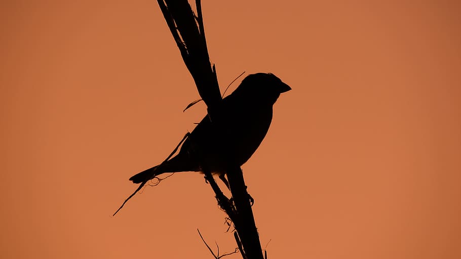 Sparrow, Branch, Dusk, Evening, Bird, shadows, animal, nature HD wallpaper