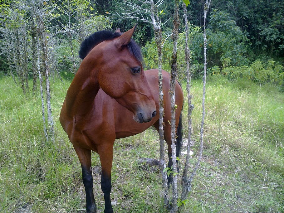 horse, beach, grass, mammal, animal themes, domestic animals HD wallpaper