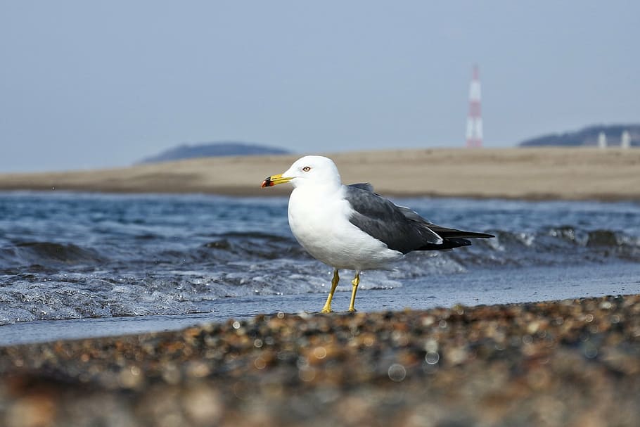 animal, sea, beach, wave, sea gull, seabird, wild animal, natural HD wallpaper