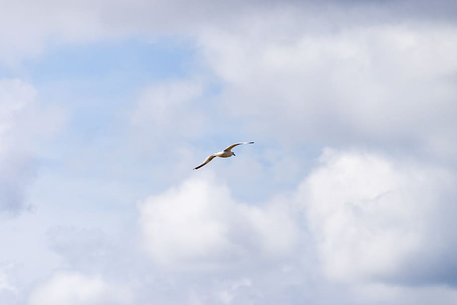 sky, clouds, bird, seagull, fly, animal, summer day, nature HD wallpaper