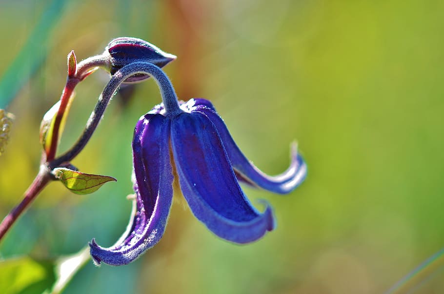 closeup photo of purple petaled flower, blue, alpine, cup, bloom HD wallpaper