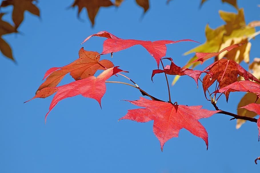 foliage, nature, fall, leaves, contrast, color, red, bright colors HD wallpaper