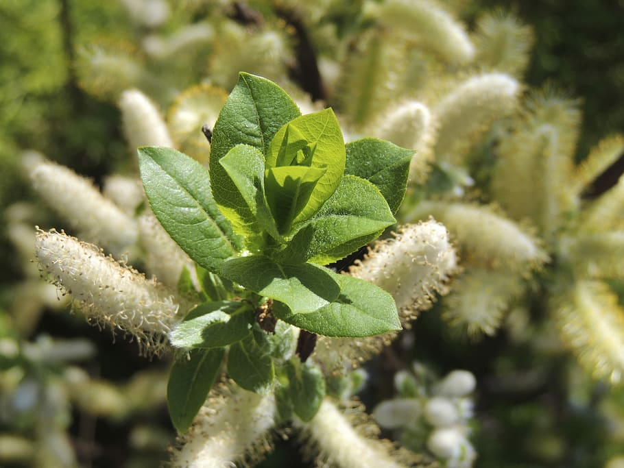 Branch, Leaf, Green, Spring, Flower, blossom, bloom, white HD wallpaper