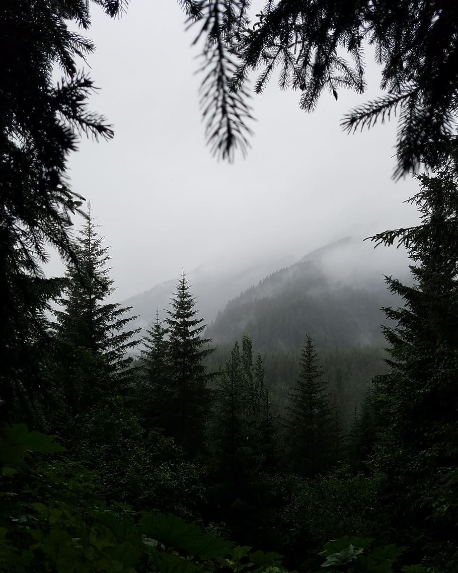 mountain covered with fogs, foggy hill landscape photograph, Healers HD wallpaper