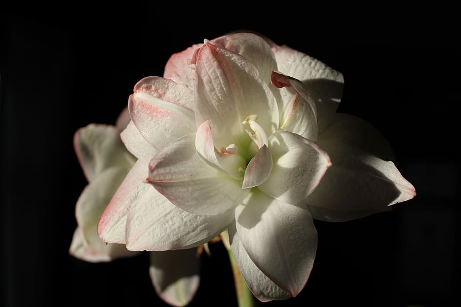 Amaryllis, Flower, Blossom, Bloom, White, pink, amaryllis plant, HD wallpaper