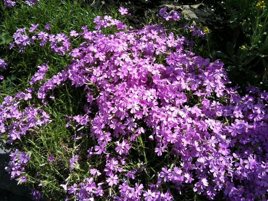 spring, flowers, purple, white, nature, blooming, flowering plant HD wallpaper
