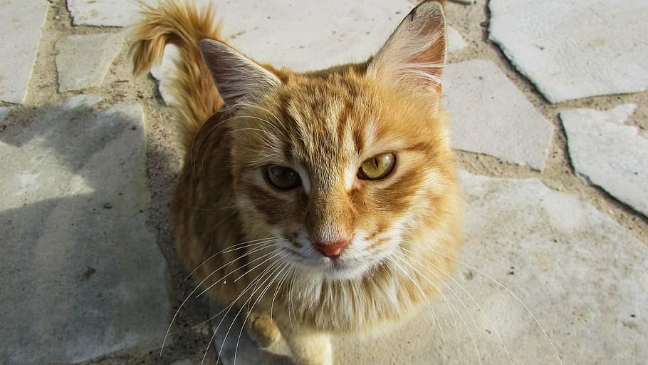 cyprus, cat, kitty, curious, charming, animal themes, mammal HD wallpaper