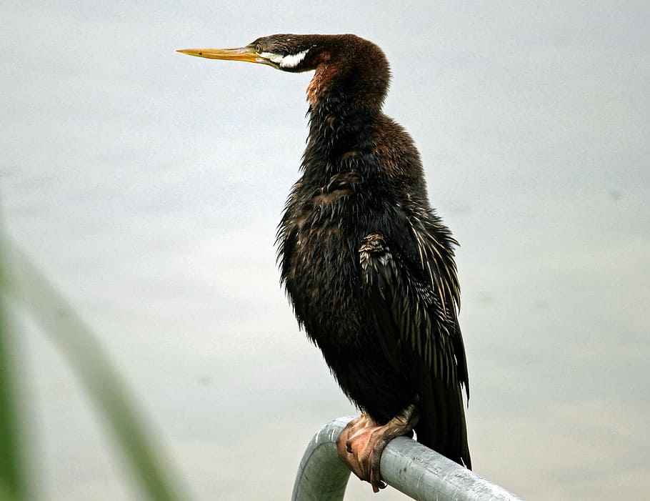 Darter, Watch, Sit, Bird, one animal, animal wildlife, animals in the wild HD wallpaper