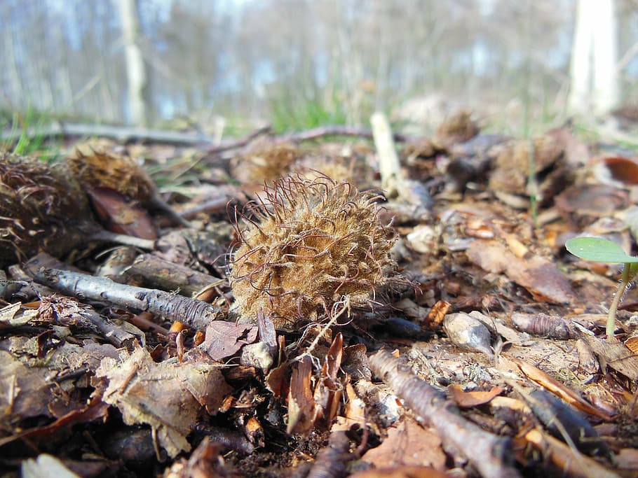 fagus sylvatica, seed, forest, forest floor, spiny, hairy, dead leaves HD wallpaper