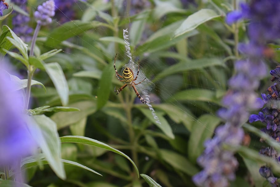 wasp spider, plant, green, animals in the wild, animal wildlife HD wallpaper