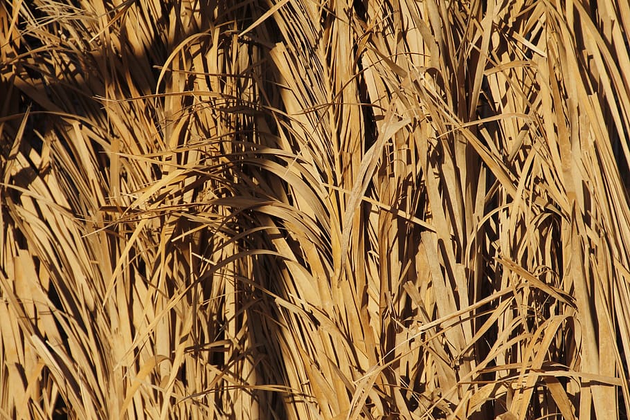 Straw, Texture, Background, backgrounds, nature, agriculture HD wallpaper