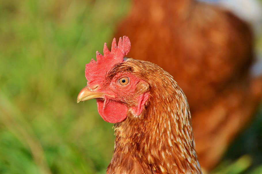 chicken, hen, poultry, range, livestock, farm, bird, chickens HD wallpaper