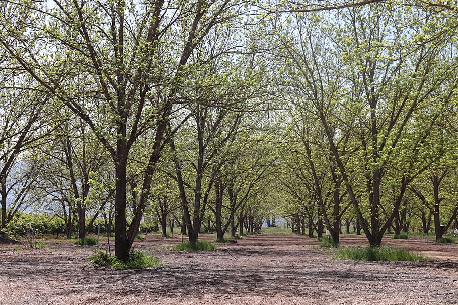 trees, forest, nature, spring, path, plant, direction, the way forward HD wallpaper