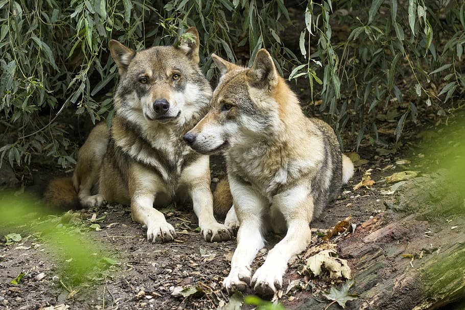 two brown and gray wolves, wolf, canis lupus, european wolf, predator, HD wallpaper