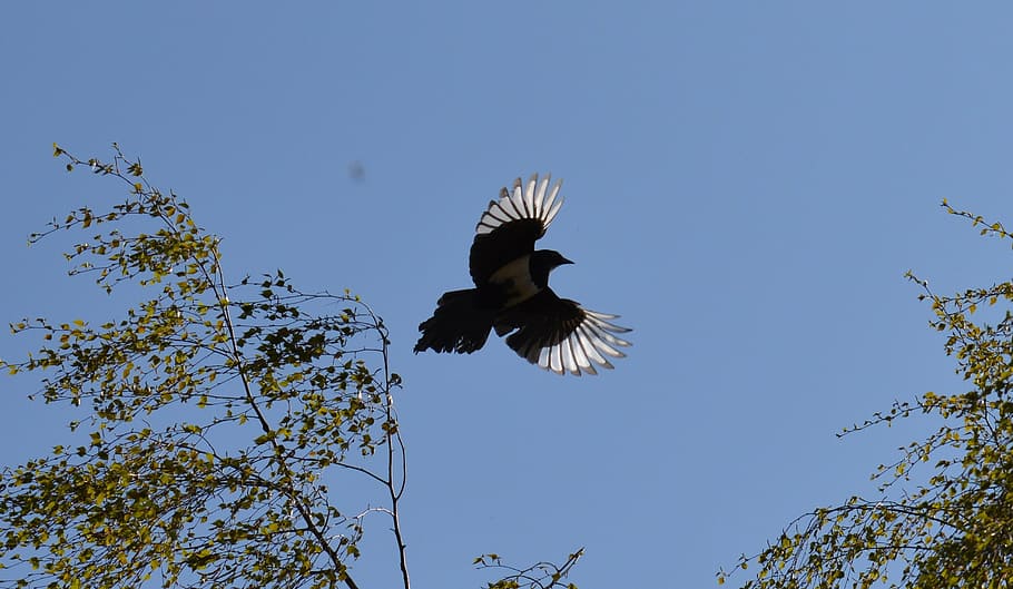 elster, flight, feather, bird, raven bird, blue sky, animal HD wallpaper