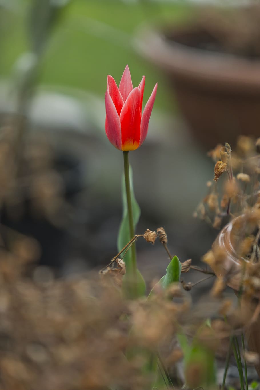 Tulip, Flower, Spring, Nature, red, floral, colorful, bloom HD wallpaper