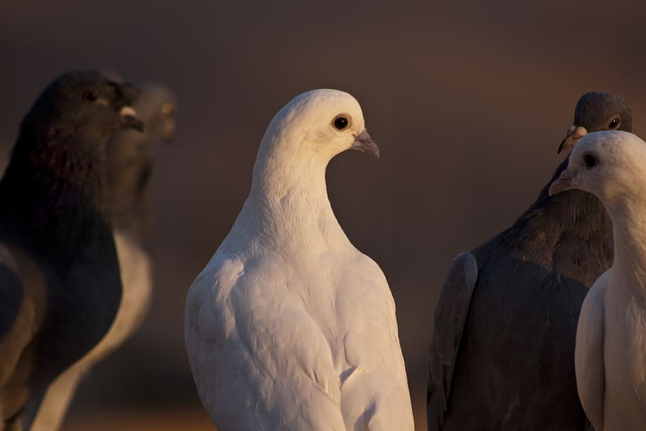 Pigeon, Bird, Fly, Wing, Turkey, Mardin, birds, animal wildlife HD wallpaper
