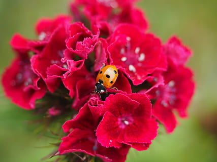 ladybug, coccinellidae, beetle, elytron, siebenpunkt ladybird HD wallpaper