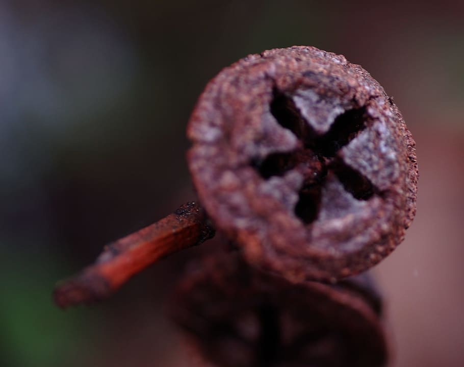 Seed, Eucalyptus, Nature, close-up, no people, studio shot HD wallpaper