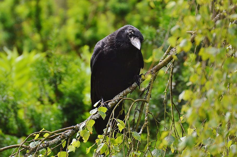 shallow focus photography of black bird, raven, crow, raven bird HD wallpaper