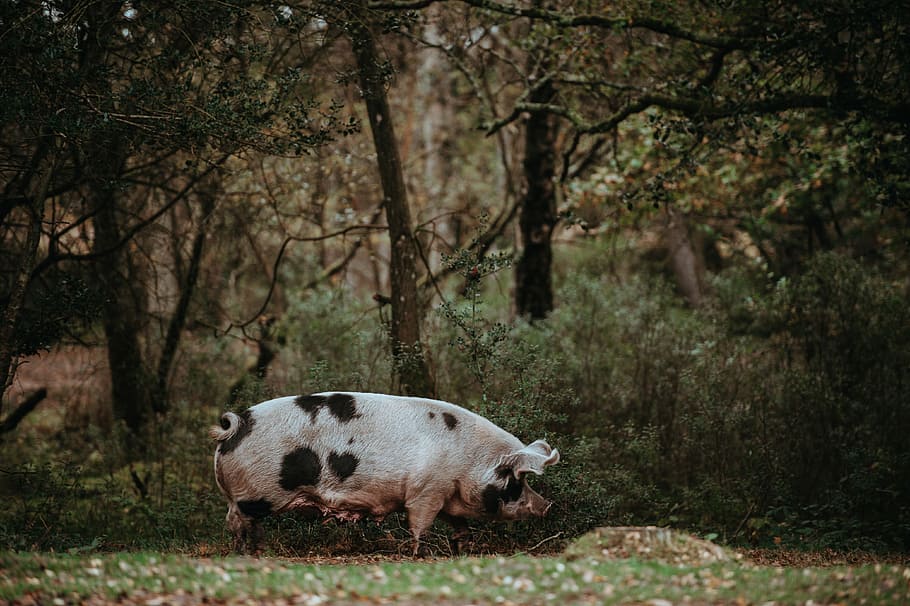 Mother Pig, white and black pig near plants, boar, field, grass HD wallpaper