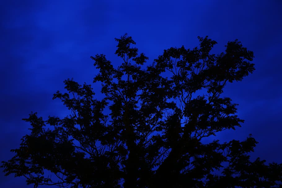 tree, night, long exposure, blue, silhouette, nature, forest HD wallpaper