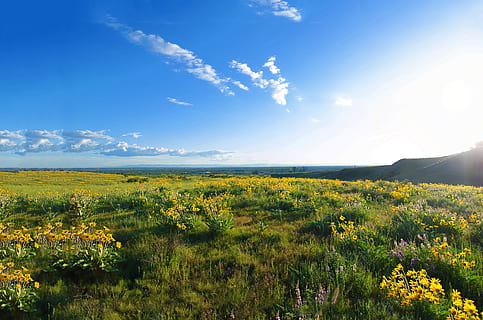 Boise, Idaho, Spring, landscape, nature, scenics, field, plant HD wallpaper