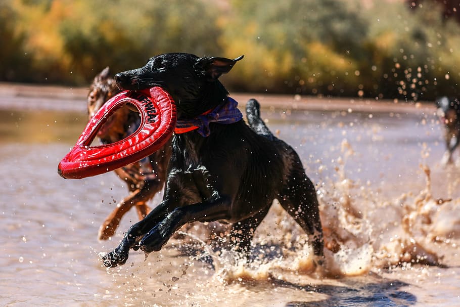 short-coated black dog running on shore while biting round red leather textile during daytime, dog biting red pouch running on water, HD wallpaper