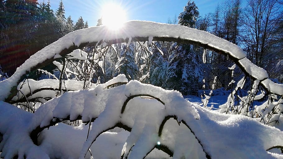 snow, winter, cold, nature, ice, lip, teutoburg forest, cold temperature HD wallpaper