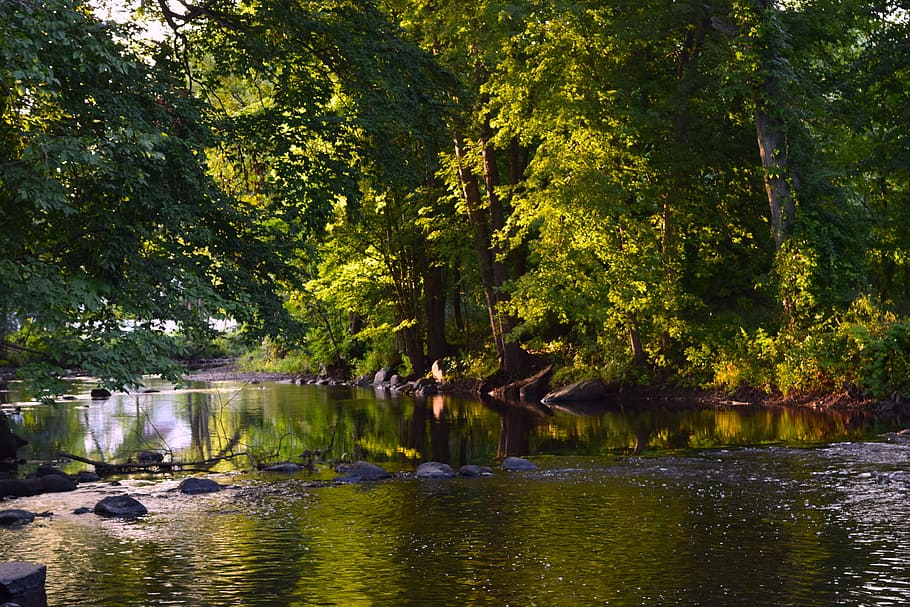 river, sun, trees, forest, tranquil, nature, water, landscape HD wallpaper